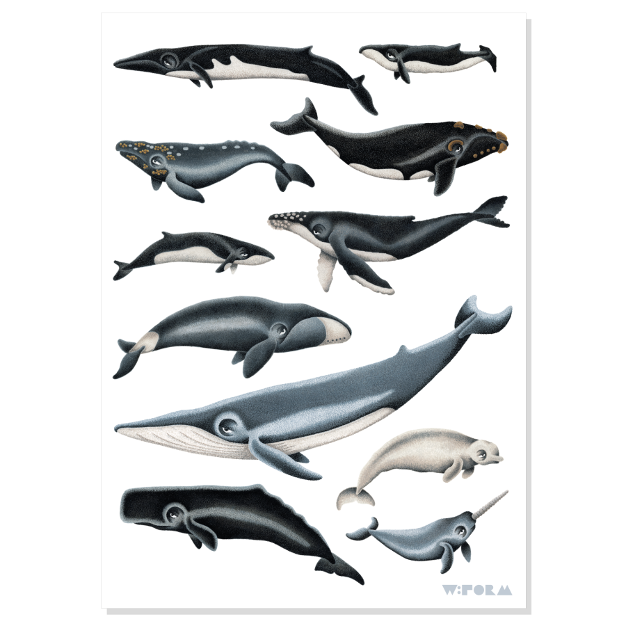 Whales 50x70 cm